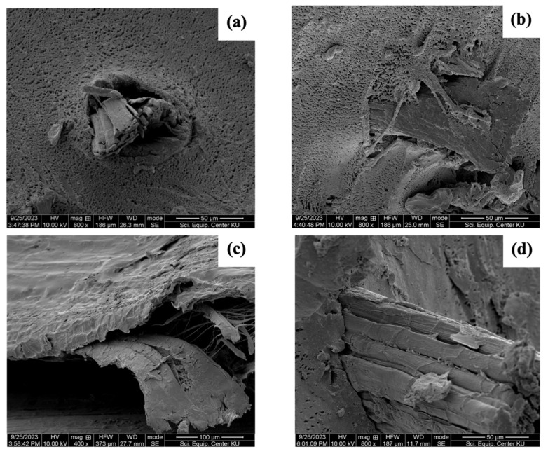 Fractured surface of rubber composites with PALF and HF at 50 phr after tensile strength testing: (a) untreated PALF, (b) PALF treated with NaOH and Silane69, (c) untreated HF, and (d) HF treated with NaOH and Silane69.