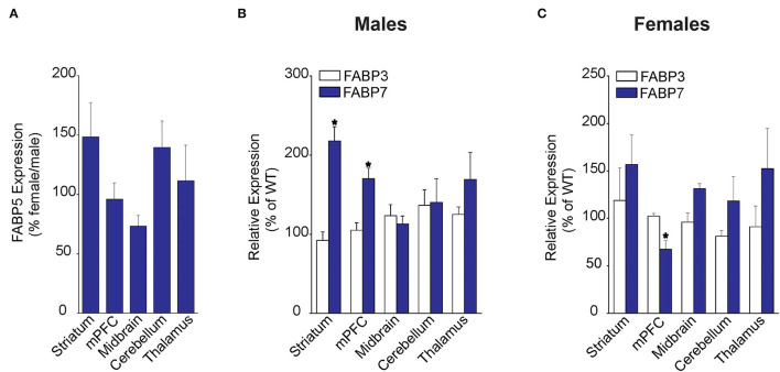 Regional FABP expression in male and female WT and FABP5 KO mouse brains. (A) Comparative FABP5 expression in WT male and female mice in various brain areas was assessed by qPCR (n = 5). Data are presented as percent expression in female/male mice. (B,C) Relative expression of FABP3 and FABP7 in male and female FABP5 KO mice compared to WT controls (n = 5). *, p < 0.05; KO vs. WT.