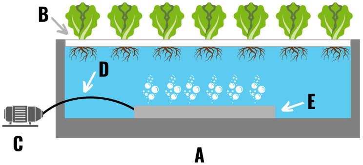 A deep-water culture hydroponic system comprised of a reservoir (A), a floating raft (B), an air pump (C), an airline (D), and a bubbler (E). Plants are placed in the grow raft and suspended in the nutrient solution. Proper oxygenation of the root zone is ensured by bubbling air through the nutrient solution.