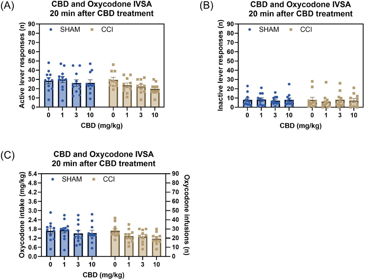 CBD treatment reduces oxycodone intake in both sham control and CCI rats.Treatment with CBD reduced active lever responses in both the CCI and sham control groups, with no effect of CCI surgery on active lever responses or the response to CBD (A). Neither CBD treatment nor CCI surgery affected inactive lever responses (B). CBD treatment decreased oxycodone intake in both the CCI and sham control groups, while CCI surgery had no effect on oxycodone intake (C). Sham, N=11; CCI N=10. Data are presented as mean ± SEM.
