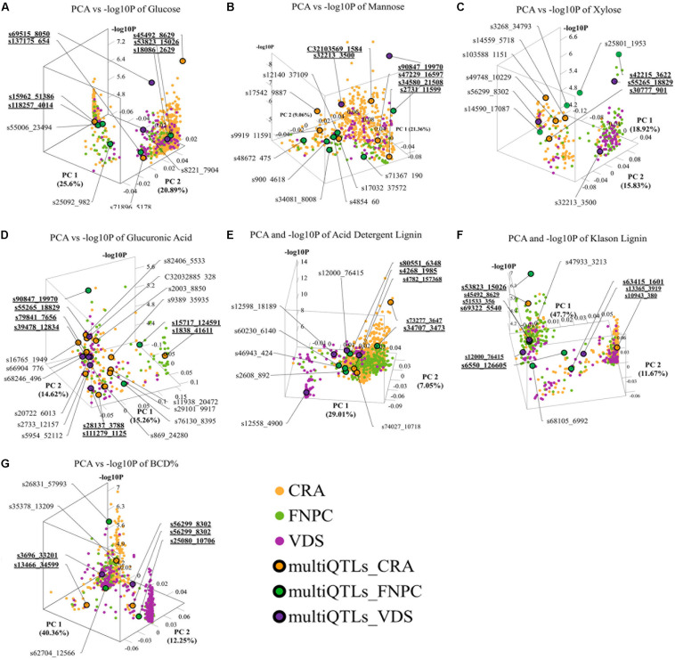 3D scatter plots of principal component analyses (PCAs), depicting variation in the allele frequency profiles of significant loci for respectively contents of glucose (A), mannose (B), xylose (C), glucuronic acid (D), acid detergent lignin (ADL; E), Klason lignin (KL; F), and bast fiber content after decortication (BCD; G). The plots resemble the peak tops of the quantitative trait loci (QTLs) in Manhattan plot distributions, despite the lack of physical positions on a chromosome. Each dot represents a significant QTL-marker (loci). X-axes = principal component 1 (PC1) with the percentage of explained variance; Y-axes = principal component 2 (PC2) with the percentage of explained variance; Z-axes = significant levels of the loci in the genome-wide association study (GWAS) association (-log10P); Orange, green, and purple dots = significant QTL-markers detected in respectively Centro di ricerca cerealicoltura e colture industriale (CRA), Fédération Nationale des Producteurs de Chanvre (FNPC), and Vandinter Semo BV (VDS); Orange, green, and purple dots with a black circle = representative QTL-markers of the MultiQTL models from respectively CRA, FNPC, and VDS; CRA = field trial in Italy; FNPC = field trial in France; VDS = field trial in Netherlands; QTL-names (e.g., s55006_23495) = QTL-markers from different MultiQTLs models; QTL-names in bold and underlined (e.g., s69515_8050) = QTL-markers from different MultiQTLs models that belong to a QTL region across locations. Each plot is shown in the angle that represents better the results. Principal Components and -log10P for each loci can be found in Supplementary File 1.