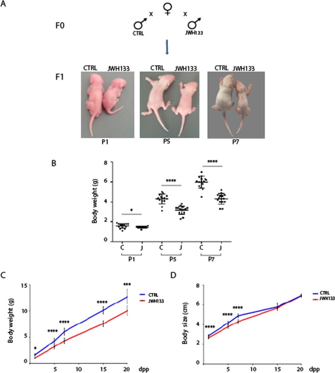 Paternal exposure to JWH-133 causes growth defects in the offspring. CTRL and JWH-133 treated males were crossed with mature untreated females and F1 offspring was analyzed. (A) Representative images of F1 pups at P1, P5 and P7 from control and JWH-133 exposed males. (B) Scatter plot showing results of n = 15 pups at P1, P5 and P7 randomly selected from n = 3 litters from each group. (C) Body weight and (D) body size of pups from control and JWH-133 exposed fathers, from birth up to 20 dpp (see also Table 1). Results are the mean from n = 80 pups from JWH-133 father and n = 80 pups from control father, derived from three different matings. *P < 0.05;***P < 0.001; ****P < 0.0001. Error bars represent SD.