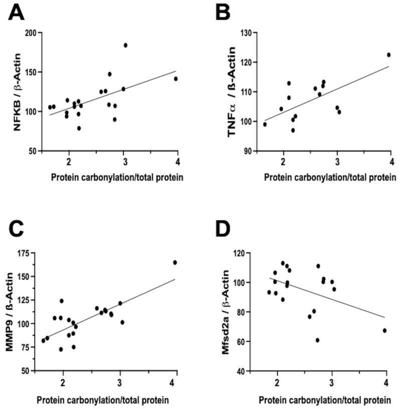 Relationship between protein carbonylation determined using Oxyblot and biomarkers of inflammation and blood–brain barrier integrity assessed using Western blot in brain samples obtained five days after induction of intraventricular hemorrhage (IVH) by paraventricular injection of Chlostridium collagenase in 1-day-old rats. Simple linear regression ((A): y = 0.4809 × X + 55.84, R2 = 0.33, p = 0.008; (B): y = 0.1577 × X + 87.29, R2 = 0.44, p = 0.009; (C): y = 0.5466 × X + 38.61, R2 = 0.57, p < 0.0001; (D): y = −0.2535 × X + 126.5, R2 = 0.22, p = 0.04). NFkB: nuclear factor k B; TNFa: tumor necrosis factor a; MMP-9: matrix metalloproteinase 9; Mfsd2a: major facilitator superfamily domain-containing protein 2a. The figures show results from analyses carried out on data obtained from the study described in reference [29].