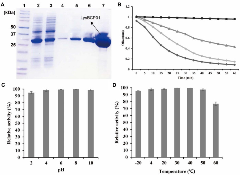 Expression and characterization of recombinant LysBCP01.(A) SDS-PAGE analysis of purified LysBCP01. Lane 1, size marker (Precision Plus Protein™ Dual Color Standards, Bio-Rad); lanes 2–3, Ni-NTA flow-through; lanes 4–5, washing fraction (25 mM imidazole); lanes 6–7, elution fraction (300 mM imidazole). (B) Turbidity reduction assay of LysBCP01 against B. cereus ATCC 14579. Different concentrations of LysBCP01 were added to bacterial suspensions, and the decrease in turbidity was monitored over time. Squares ( ■ ), non-endolysin-treated suspension; triangles ( ▲ ), 50 μg/mL LysBCP01-treated suspension; circles ( ● ), 100 μg/ml LysBCP01-treated suspension; diamonds ( ◆ ), 500 μg/mL LysBCP01-treated suspension. Stability of LysBCP01 under different pH (C) and temperature (D) conditions, determined using B. cereus ATCC 14579 as the indicator strain. Error bars indicate standard deviations from triplicate experiments.
