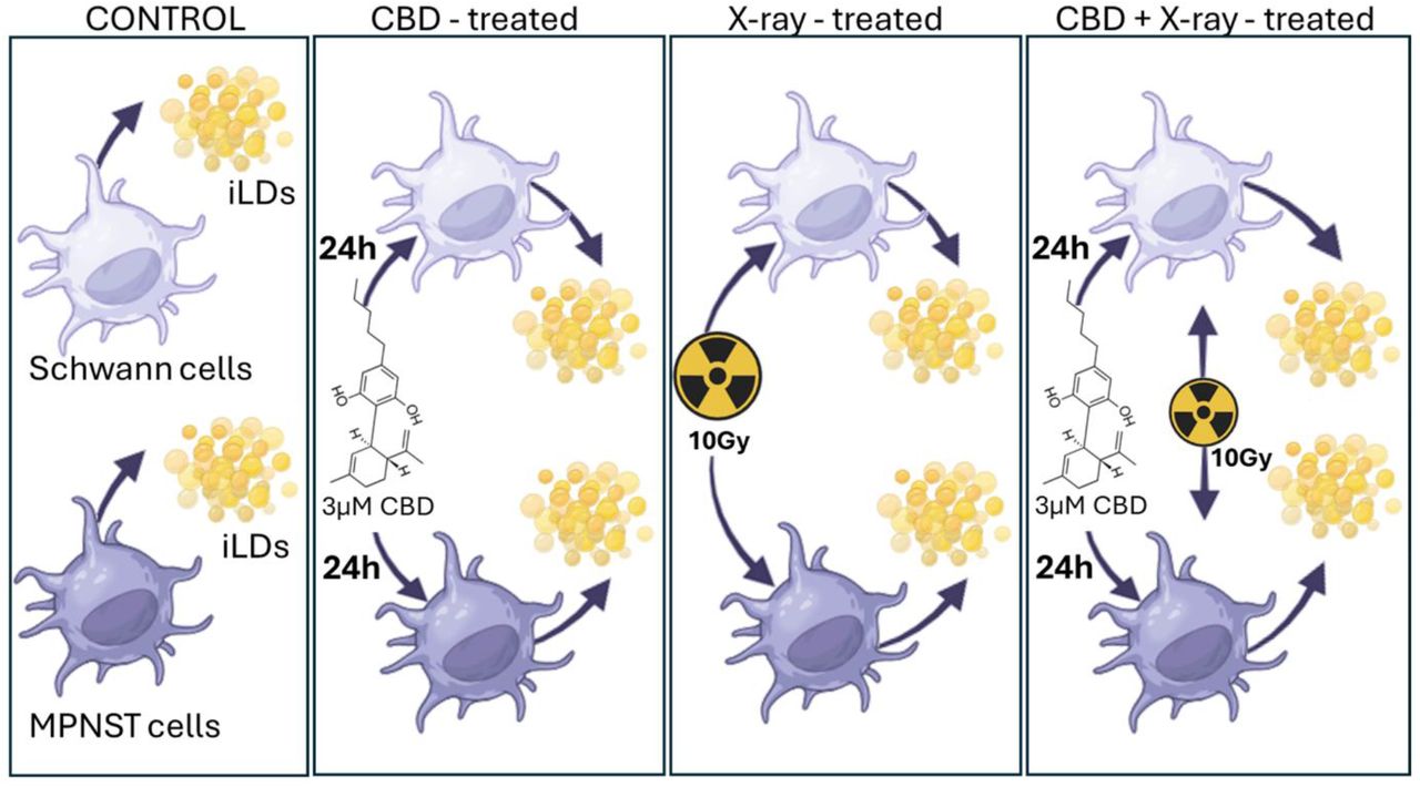 Schematic overview of experimental treatment conditions applied to Schwann and MPNST cells followed by the lipid droplet isolation (iLD). (From left) Lipid droplets were isolated from untreated cells, following cannabidiol (CBD, 3 µM, 24 h) treatment, X-ray irradiation (10 Gy), or combined CBD pre-treatment followed by irradiation.