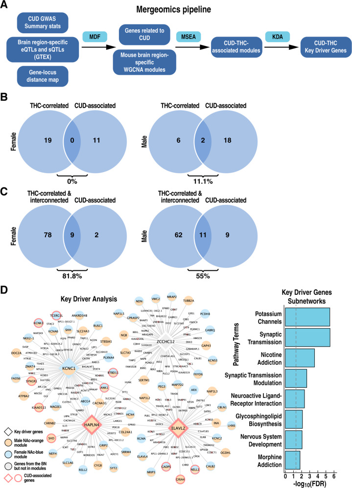 Association of THC-related modules with human CUD.A Schematic of Mergeomics pipeline. MDF marker dependency filtering, MSEA marker set enrichment analysis, KDA key driver analysis. B Overlap (%) between CUD-associated modules and THC-correlated modules (C) or between CUD-associated modules and both THC-correlated and interconnected modules (D). The overlap (%) is calculated as the number of overlapping modules divided by the total number of CUD-associated modules. D Visualization of Bayesian network shared by CUD-associated modules in female and male NAc. Key driver genes are represented by large size diamond nodes. Orange, blue, and grey nodes denote genes (male NAc orange module, genes in female NAc blue module, and genes in the BN but not in the two aforementioned modules, respectively. CUD-associated genes identified by Mergeomics using loci with p < 0.001 from the Johnson et al. [11] CUD GWAS are labeled with red borderline. The bar plot depicts pathway enrichment of the genes in the CUD subnetwork. BN, Bayesian network.