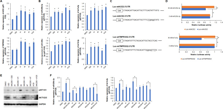 CBD and cannabis extracts enhance expression of miR-200c-3p and let-7a-5p through AKT pathway.A, B qRT-PCR analysis of miR-200b-3p, miR-200c-3p, let-7a-5p and let-7b-5p in WI-38 cells treated with either CBD or the selected extracts. C Diagram of luciferase reporter bearing either wild-type or mutant ACE2 3′UTR or TMPRSS2 3′UTR; the mutated deoxy nucleotides are underlined. D Luciferase assay was performed as described in the Methods section. E Western blot analysis of pAKT1/2/3 and AKT1/2/3 in WI-38 cells treated with MK2206 for 2 h prior to the addition of CBD or the selected extracts. F qRT-PCR analysis of miR-200c-3p or let-7a-5p in WI-38 cells treated with MK2206 for 2 h prior to the addition of CBD or the selected extracts. * indicates p < 0.05.