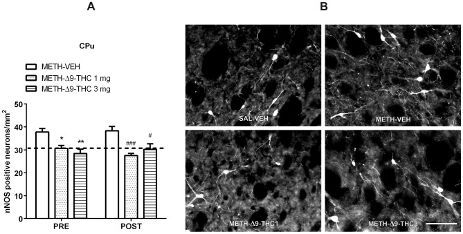 Δ9-THC reduces METH-induced increase of nNOS neurons in the CPu.A. Rats received injections of 1 or 3/kg of Δ9-THC either 0.5 h before each METH injection (PRE) or 0.5, 12, 24, 36, and 48 h after the last METH administration (POST), and were sacrificed 3 days after the last METH injection. Pre- and Post-treatment with both doses of Δ9-THC significantly decreased the number of nNOS positive neurons in the CPu. *p<0.05 and **p<0.01 vs PRE METH-VEH; # p<0.05 and ### p<0.001 vs POST METH-VEH (Bonferroni's post-hoc test). Horizontal dot lines represent the values of nNOS positive neurons (31±1.03) in SAL-VEH group. B. Representative images of nNOS immunohistochemical staining 72 h after the last METH or SAL administration in SAL-VEH, METH-VEH, METH-Δ9-THC 1 and 3 mg. Scale bar = 100 µm.