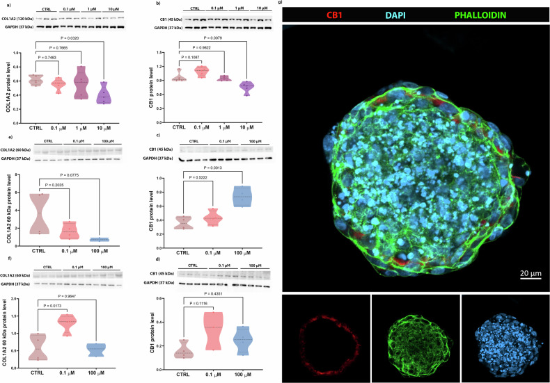 COL1A2 and CB1 protein levels in 2D and 3D osteoblast cultures.Western blot analysis of COL1A2 and CB1 levels. a, b (120 kDa) COL1A2 and (53 kDa) CB1 respectively for 2D (n = 5 individual biological replicates). c–e Degraded COL1A2 (60 kDa) levels in hFOB1.19 spheroids exposed to different PFOA concentrations for 2 and 5 days, respectively. d, f CB1 levels in hFOB1.19 spheroids exposed to different PFOA concentrations for 2 and 5 days, respectively (n = 3–4 individual biological replicates). P values indicate the results of comparisons between each PFOA-treated group and the control group. Values of p < 0.05 are considered statistically significant. g Localization of CB1 on the osteoblast membrane on the spheroid surface. Scale bar: 20 μm. Image captured using confocal microscope LSM 800 (Zeiss) (40×).