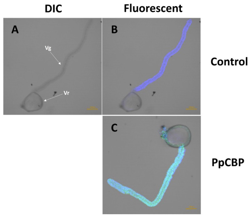 Immunohistochemical location of PpCBP in venom apparatus. (A,B) Control tissues incubated with only the secondary antibody; (C) Venom apparatus was incubated with anti-PpCBP antibody and FITC-conjugated second antibody. Nuclei of the venom apparatus stained blue with DAPI. (A) differential interference contrast (DIC) micrographs; (B,C) fluorescent micrographs. Vr, Venom reservoir; Vg, Venom gland.