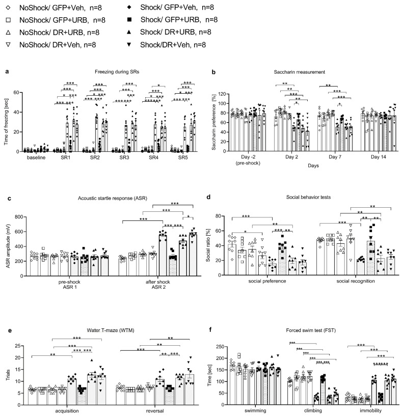 Nucleus accumbens (NAc) β-catenin downregulation (DR) blocked the preventive effects of URB597 on behavior in rats exposed to shock and reminders. Compared to shocked rats injected with vehicle (Shock/GFP + Veh) or shocked rats with β-catenin downregulation (DR) and URB597 injection (Shock/DR + URB597), shocked rats treated with URB597 (Shock/GFP + URB597) demonstrated the following: decreased freezing on SR1 to SR5 (SR: situational reminder; GFP: green fluorescent protein) (a); higher saccharin preference (only compared with the Shock/DR + URB group) (b); decreased acoustic startle response (ASR) on ASR2 (c); increased social preference and social recognition (d); intact performance in the acquisition and reversal phases in the water T-maze (WTM) (e); and decreased immobility in the forced swim test (FST) (f) (data is shown as mean ± sem; *, p < 0.05; **, p < 0.01; ***, p < 0.001).