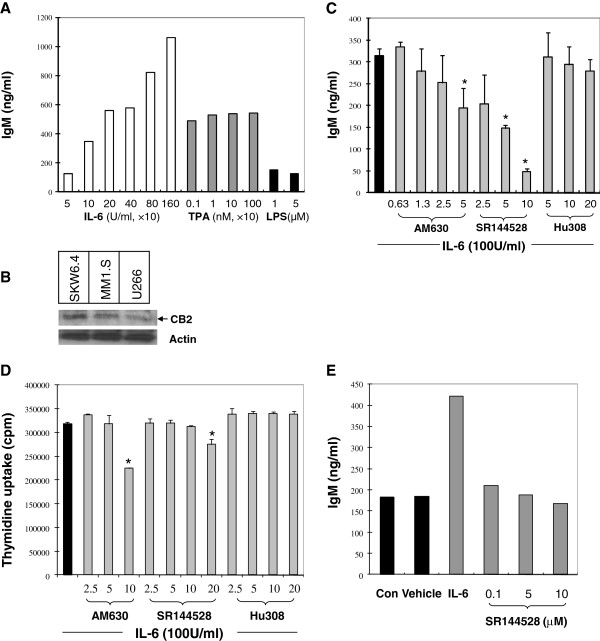 Effects of CB2 ligands on IL-6-induced IgM production in SKW6.4 cells. (A) IL-6, but not TPA or LPS, stimulated IgM secretion in a concentration dependent manner. SKW 6.4 cells were incubated for 4 days with the indicated concentrations of IL-6 (white bar), TPA (grey bar) or LPS (black bar). The secreted IgM was determined by ELISA. Background IgM secretion was 119 ng/ml and was subtracted from the IL-6-induced secreted IgM shown. (B) Expression of CB2 receptor in SKW 6.4 and human B malignancy myeloma cells MM1.S and U266. (C) Modulation of IL-6-induced IgM secretion by CB2 ligands. SKW 6.4 cells were incubated for 4 days with CB2 ligands (μM) plus IL-6 (100 U/ml in 0.04% DMSO). The secreted IgM was determined by ELISA. Background IgM secretion was 176 ng/ml and was subtracted from the IL-6-induced secreted IgM shown. Results were expressed as mean ± SD of three assays. (D) Effects of CB2 ligands on SKW6.4 cell proliferation. SKW 6.4 cells were incubated for 4 days with CB2 ligands plus IL-6 (100 U/ml in 0.04% DMSO). Cell DNA synthesis was determined with 3H-Thymidine uptake assay. (E) SKW6.4 cells were exposed to IL-6 (100 U/ml), SR144528 (0.1-10 μM) or vehicle control (0.05% DMSO, v/v) for 4 days. The untreated wells were used as control (Con). The secreted IgM was determined by ELISA. A representative experiment is shown. *P < 0.05 compared with IL-6 treatment alone.
