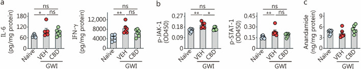 CBD treatment reduced the activation of Janus kinase/signal transducers and activators of transcription (JAK/STAT) pathway but did not affect the endogenous cannabinoid, anandamide in rats with chronic Gulf War Illness (GWI). a–c The bar charts compare the concentrations of IL-6, IFN-γ, p-JAK-1, p-STAT-1, and anandamide across groups. *P < 0.05, **P < 0.01, ns non-significant. Please refer to Table S3 in Additional file 1 for detailed statistical information. CBD cannabidiol, VEH vehicle, IFN-γ interferon-γ, p-JAK-1 phosphorylated Janus kinase-1, p-STAT-1 phosphorylated signal transducer and activator of transcription-1