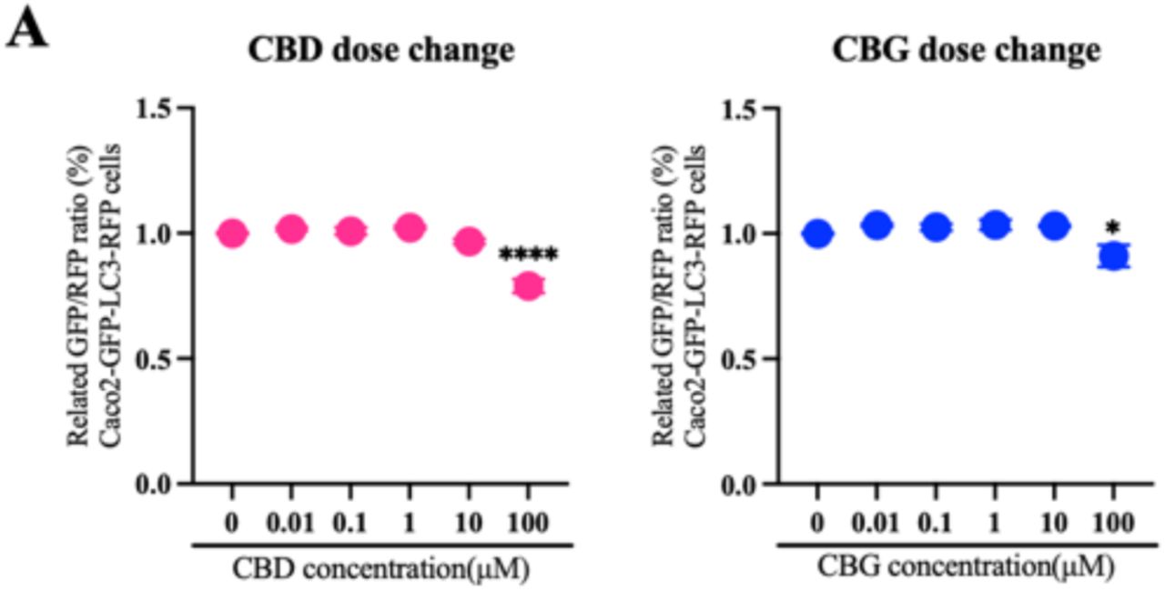 High concentrations (100 μM) of CBD and CBG induce autophagy, whereas lower concentrations fail to activate autophagic flux in Caco-2 cells.(A) Autophagic flux in Caco-2 GFP-LC3-RFP reporter cells treated with increasing concentrations of CBD or CBG (0.01, 0.1, 1, 10, 100 μM). The RFP/GFP fluorescence ratio was quantified and normalized to the DMSO control. Data represent the mean ± SD of biological triplicates. One-way ANOVA was applied. P values are displayed as follows: n.s. = P > 0.05; *P ≤ 0.05; **P ≤ 0.01; ***P ≤ 0.001; ****P ≤ 0.0001. Autophagy was markedly increased only at 100 μM, indicating a concentration-dependent activation pattern.