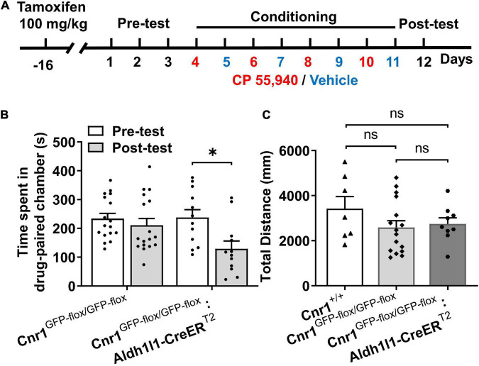 The CP 55,940 induces conditioned place aversion (CPA) in Cnr1GFP– flox/GFP– flox: Aldh1l1-CreERT2, but not CPA Cnr1GFP– flox/GFP– flox mice treated with tamoxifen. (A) The conditioned place preference (CPP) procedure for conditional transgenic mice was performed 10 days after the last injection of tamoxifen (100 mg/kg, once a day for seven consecutive days). (B) Cnr1GFP– flox/GFP– flox:Aldh1l1-CreERT2, but not Cnr1GFP– flox/GFP– flox mice showing conditioned place aversion effect of CP 55,940. *P < 0.05 (one-way ANOVA, Welch and Brown–Forsythe test). (C) Distances traveled in the CPP apparatus for Cnr1+/+, Cnr1GFP– flox/GFP– flox, and Cnr1GFP– flox/GFP– flox:Aldh1l1-CreERT2 mice. ns, not statistically significant (Student’s unpaired t-test).
