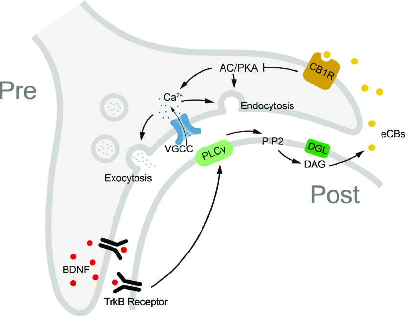 Schematic of the proposed signaling pathway for BDNF-inhibited synaptic transmission. BDNF activates postsynaptic TrkB receptors to induce eCB release via the PLCγ/DGL pathway. eCBs retrogradely bind to presynaptic CB1Rs and lead to suppression of the AC/PKA signaling pathway, finally inhibiting presynaptic calcium influx and exocytosis/endocytosis. VGCC, Voltage-gated calcium channel; PIP2, phosphatidylinositol 4,5-bisphosphate; DAG, diacylglycerol.