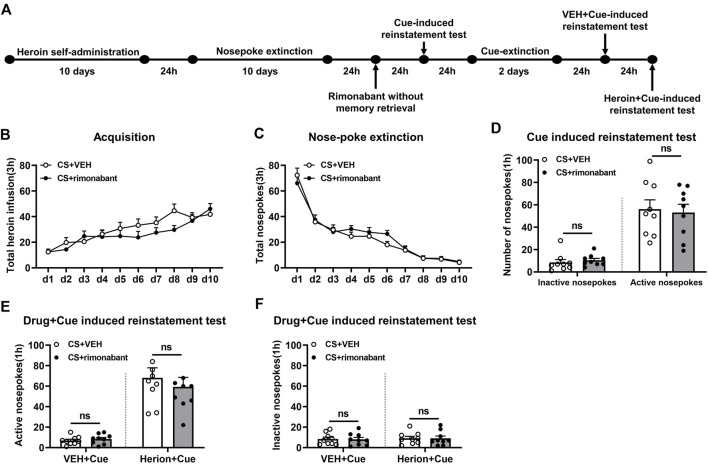 Injection of rimonabant without CS exposure did not affect subsequent cue induction or heroin + cue-initiated heroin-seeking recovery. (A) Experimental flow chart. (B) The total number of heroin infusions during heroin self-administration. (C) Active nose-poke responses during extinction sessions. (D) Active (left) and inactive (right) nose-poke responses during the cue-induced reinstatement test. (E,F) Active (left) and inactive (right) nose-poke responses in VEH or heroin + cue-induced reinstatement test.