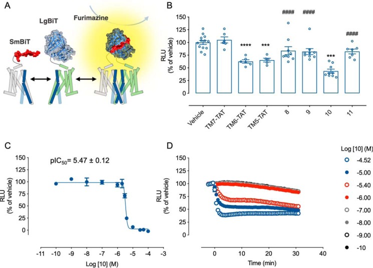 Identification of a small-stapled TM peptide disrupting 5-HT2AR–CB1R heteromers. A, schematic representation of the NanoBiT assay using N-terminally labeled constructs. In B, HEK293 cells transiently expressing the LgBT–CB1R and SmBiT–5-HT2AR complementary pairs were preincubated for 1 h at 37 °C with the indicated peptides (4 μm) or vehicle prior to luminescence recording. Data are mean RLU ± S.E. (error bars) (n ≥ 5) percentage of luminescence normalized to vehicle-treated cells. Statistical significance was evaluated by one-way ANOVA followed by Bonferroni post hoc tests, indicating significant differences over vehicle-treated cells (***, p ≤ 0.001; ****, p ≤ 0.0001) and for peptide 10 over its related peptides (####, p ≤ 0.0001). Peptide 10 potency (C) was evaluated as in A over increasing peptide concentrations (bottom) (n = 3). Alternatively, to assess the kinetics of the peptide 10–driven heteromer disruption (D), prior to the administration of the peptide, the cells were preincubated with substrate, and the luminescence was recorded over the following 30 min. Data are mean RLU ± S.E. (n ≥ 3) percentage of luminescence normalized to vehicle-treated cells.