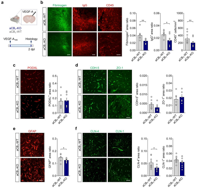 Astrocyte CB1R deletion reduces cortical BBB leakage, astrocytic tight-junction deregulation and leukocyte infiltration by VEGF-A. a Experimental design for the analysis of the BBB breakdown following cortical microinjection of murine VEGF-A165 in aCB1-KO and aCB1-WT mice. Cerebral cortices from animals injected in 2 independent experiments were processed for histopathology at 2 days post-injection (dpi). b Representative cortical tissue sections immunostained for fibrinogen, IgG and CD45 and quantitative analysis show reduced extravasation of serum proteins, measured as immunopositive area normalized to total lesion area, and attenuated leukocyte infiltration in the aCB1-KO group (n = 9 mice). Scale bars = 100 μm (fibrinogen, IgG) and 50 μm (CD45). c, d Confocal micrographs and morphometry of (c) PODXL and (d) endothelial TJ proteins CDH-5 and ZO-1 in aCB1-KO and aCB1-WT mice. Scale bar = 50 μm. e, f Attenuated astrocyte reactivity measured by immunostaining for GFAP (e) and levels of astrocyte TJ proteins CLN-4 and CLN-4 (f) following microinjection of VEGF-A165 in aCB1-KO and aCB1-WT mice. Scale bar = 50 μm. *p < 0.05 and **p < 0.01, unpaired t-test or Mann-Whitney test. Error bars express SEM