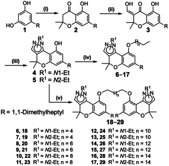 Synthesis of 9‐alkoxychromenopyrazoles 6–17 and bivalent chromenopyrazoles 18–29. Reagents and conditions: (i) 3,3‐dimethylacrylic acid, methanesulfonic acid, P2O5, 8 h, 70 °C, 81 %; (ii) a) NaH, THF, MW, 25 min, 45 °C; b) ethyl formate, MW, 25 min, 45 °C, 76 %; (iii) corresponding hydrazine, EtOH, 1–4 h, 40 °C, 28–74 %; (iv) a) NaH, anhydrous THF, 10 min, b) 1‐bromoalkane, reflux, 2–12 h, 32–75 %; (v) a) Cs2CO3, anhydrous THF, 10 min, b) 1,(n+2)‐dibromoalkane, reflux, 8–72 h, 6–59 %.
