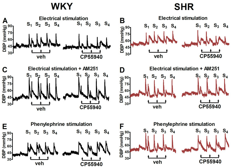 Original traces from representative experiments in which the influence of the cannabinoid receptor agonist CP55940 on the increase in diastolic blood pressure (DBP) induced by electrical stimulation (panels (A–D)) or by injection of phenylephrine (0.01 μmol/kg; panels (E,F)) in normotensive control Wistar–Kyoto rats (WKY) and spontaneously hypertensive rats (SHR) was studied. DBP was stimulated four times (S1–S4) at intervals of 7 min. For electrical stimulation of the preganglionic sympathetic nerve fibres, five pulses (0.75 Hz, 1 ms, 50 V) were administered. Increasing doses of CP55940 (0.01, 0.1 and 1 μmol/kg) or its vehicle (veh) were given 5 min before S2, S3 and S4. AM251 (3 μmol/kg; panels (C,D)) or its vehicle (panels (A,B,E,F)) was administered 10 min before S1. Each rat was injected with pancuronium (0.8 µmol/kg) 5 min before S1.