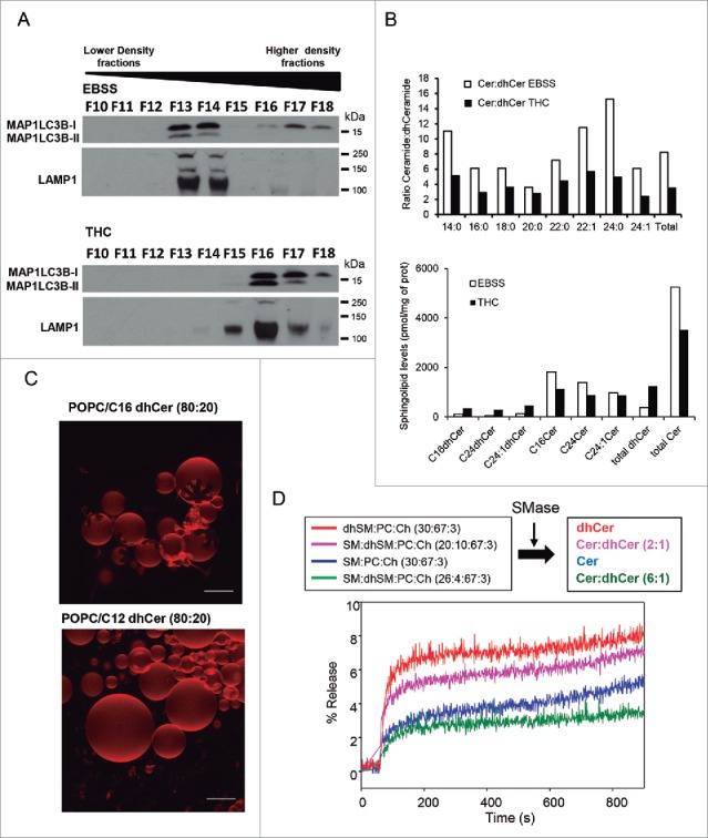THC, but not nutrient deprivation, decreases the ceramide:dihydroceramide ratio in an autophagosome-enriched fraction. (A) Characterization of the presence of the autophagy marker MAP1LC3B-II and the lysosomal marker LAMP1 in fractions obtained from U87MG cells incubated for 6 h with EBSS or THC (6 µM) and subjected to subcellular fractionation in an OptiPrep® gradient. Note that MAP1LC3B-II appears in fractions of higher density in samples derived from THC-treated cells than in those derived from cells incubated with EBSS, (n = 2). (B) Analysis of the molecular species of ceramides and dihydroceramides present in the MAP1LC3B-II-enriched fraction (derived from cells treated with THC or incubated with EBSS) shown in (A). Data correspond to the ceramide:dihydroceramide ratio (upper panel) and the amount of each sphingolipid species (lower panel) in one representative experiment (n = 2). (C) Generation of ceramide rigid domains in C16 dihydroceramide-containing GUVs. Upper panel: Rigid, dihydroceramide-enriched domains (flower-like dark areas) in bilayers containing 80 mol % sn-1-palmitoyl-2-oleoyl phosphatidylcholine (POPC, a fluid phospholipid) and 20 mol % C16 dihydroceramide. Lower panel: a control experiment with a C12 dihydroceramide that does not give rise to domains under these conditions. Bars: 10 µm. (D) Release of vesicular aqueous contents induced by ceramides. Effect of the different proportions of C16 ceramide:C16 dihydroceramide generated by the action of sphingomyelinase in LUVs composed of the following: dhSM:PC:Ch (30:67:3; red line); SM:dhSM:PC:Ch (20:10:67:3; magenta line); SM:PC:Ch (30:67:3; blue line); and SM:dhSM:PC:Ch (26:4:67:3; green line). A representative example of 3 closely similar experiments is shown. SM, sphingomyelin; dhSM, dihydrosphingomyelin; PC, phosphatidylcholine; Ch, cholesterol.