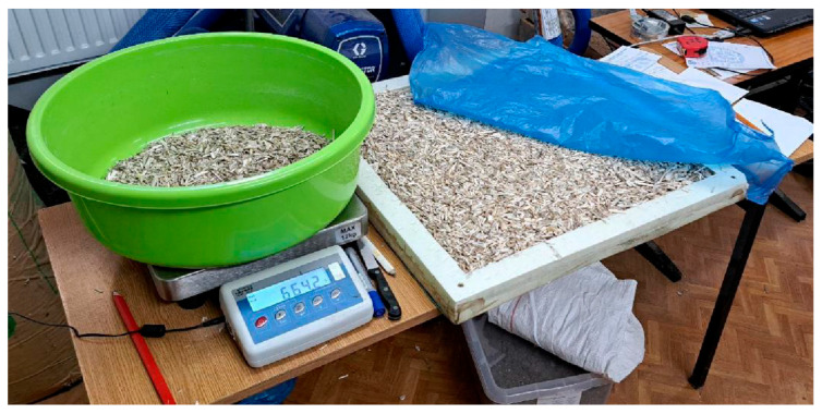 Dry hemp shives sample preparation.