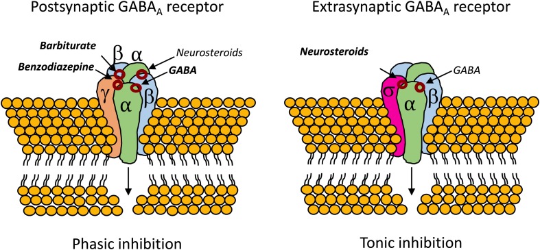 Binding sites for neurosteroids on the postsynaptic and extrasynaptic GABAAR (Reddy, 2011; Cai et al., 2018). Contrary to benzodiazepines, which require the mandatory γ subunit, neurosteroids can act on GABAAR whenever they are composed by α subunits (Bianchi and Macdonald, 2003). The extrasynaptic GABAAR usually contains the highly neurosteroid sensitive δ subunit, which opens an exploitable therapeutic window, especially in cases of benzodiazepine tolerance (Brown et al., 2002; Uusi-Oukari and Korpi, 2010; Meera et al., 2011; Rogawski et al., 2013; Carver and Reddy, 2016).
