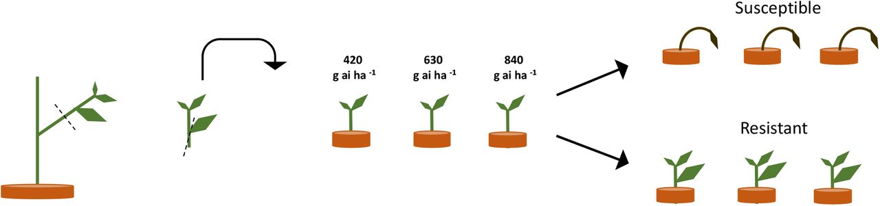 Scheme of clone propagation method for parental plant herbicide phenotyping.Three leaf cuttings were removed from individual parental plants and transplanted into pots to encourage rooting and re-growth. 18 days after propagation, three established clones per plant were treated with 420, 640 or 840 g ai ha−1 of glyphosate. Survival and growth were assessed and plants were scored as resistant or susceptible depending on plant survival, mortality and glyphosate symptoms at the three glyphosate doses.