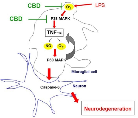 Schematic figure summarizes the proposed mechanism of lipopolysaccharide-induced retinal degeneration. Lipopolysaccharide (LPS)-induced oxidative stress leads to p38 MAPK activation, tumor necrosis factor-α (TNF-α) release, and another phase of p38 MAPK activation. The autoregulatory loop of TNF-α release and oxidative stress leads to microglial activation and retinal neurodegeneration. Suggested sites where cannabidiol (CBD) blocks this pathway are indicated.
