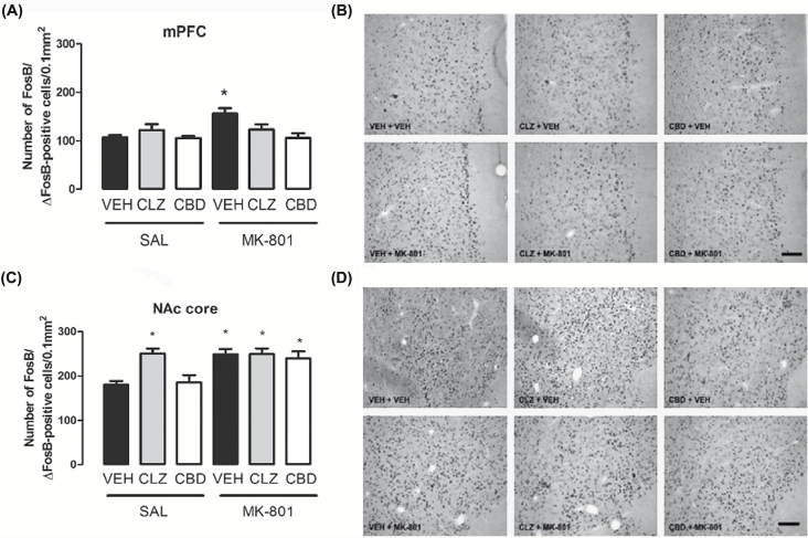 Effects of chronic MK-801 (1mg/kg), clozapine (CLZ; 1mg/kg), and CBD (60mg/kg) treatment on FosB/ΔFosB protein expression in the mice mPFC (A and B) and NAc core (C and D). MK-801 induced a significant increase in the number of FosB/ΔFosB-positive cells in the mPFC (A) and NAc core (C). CBD and clozapine blocked FosB/ΔFosB increase in the mPFC, but did not modify FosB/ΔFosB increase in the NAc core. Clozapine also induced an increase in the number of FosB/ΔFosB-positive cells in the NAc core (C). The data are presented as the mean ± SEM (n = 7/group). *p < 0.05 vs. VEH + SAL group; two-way ANOVA followed by S-K-N test. Photomicrographs of FosB/ΔFosB-like immunoreactivity (20X; Bar = 100 μm) in the mPFC (B) and NAc core (D).