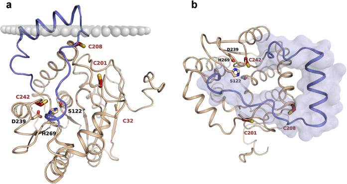 Crystal structure of hMGL with the lid domain in its open conformation (PDB 3HJU) represented in beige cartoon.The upper portion of the lid domain, delimiting the access to the catalytic site, is represented in light blue. The catalytic triad (S122, H269 and D239) are represented in sticks with beige carbons, while regulatory cysteine residues (C201, C208, C242) are depicted in bold sticks with red carbons. A putative membrane profile is represented with grey spheres (a). The lid domain stands above the active site, delimiting a U-shaped access funnel (b).