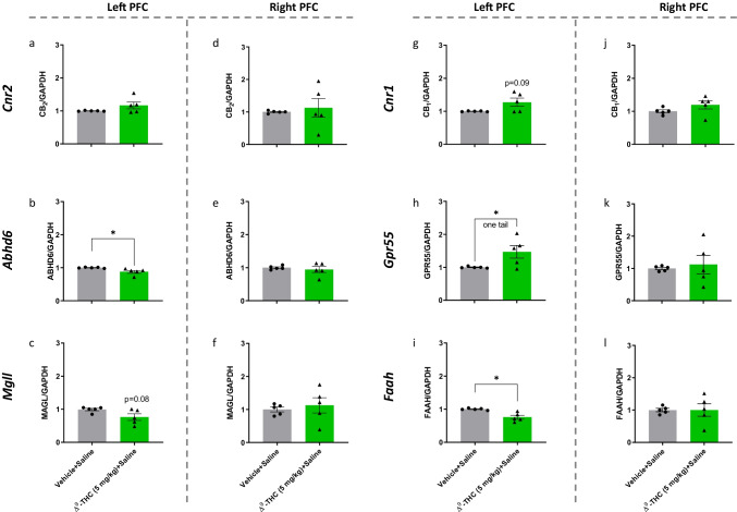 Effects of ∆.9-THC (5 mg/kg) on the mRNA expression level of elements of the endocannabinoid system and GPR55 in the left (a–c, g–i) and right (d–f, j–l) prefrontal cortex of juvenile male mice. The experiment was independently repeated 5 times. Expression level was normalized to GAPDH and expressed relative to the control group (vehicle + saline). Expression level was compared with this of the control group (vehicle + saline) and analyzed with Student’s t-test, unpaired, two tails (or one tail as indicated), followed by Welch’s correction. *P < 0.05 significantly different