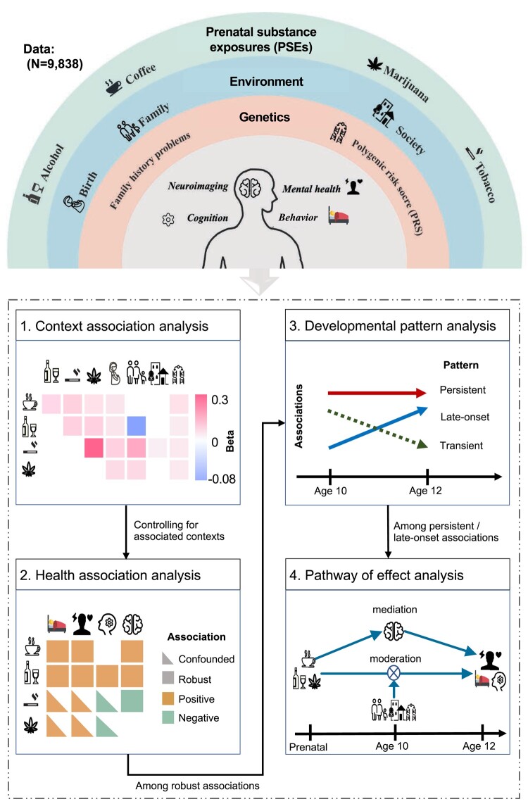 Analysis scheme. This study examines the health associations of four common PSEs in the contexts of early-life environment, family and society environment, and individual genetic factors. The health outcomes are behavioral, psychopathological, cognitive, and neuroimaging measures in preadolescents. Analysis 1: context association analysis, identifying the context factors that are associated with prenatal substance exposures. Analysis 2: health association analysis, identifying robust associations of PSEs with health outcomes at the baseline after controlling for the potential confounding effects of the associated context factors. Analysis 3: developmental pattern analysis, comparing the baseline and the follow-up health associations of PSEs to identify persistent and late-onset associations. Analysis 4: pathway of effect analysis: detecting brain mediation and context moderation effects on those persistent/late-onset associations.