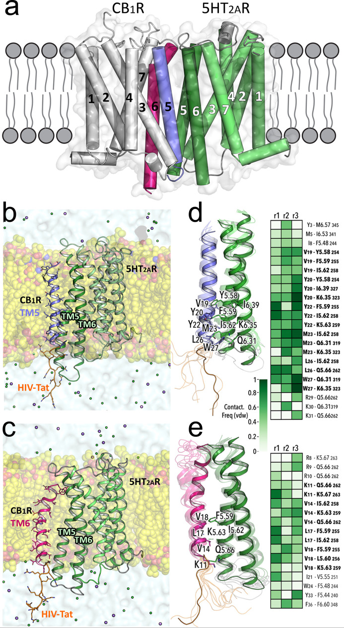 (a–e) MD simulations of 5HT2AR in complex with TM5-Tat and Tat-TM6 peptides. The previously published computational model of the CB1R–5HT2AR heteromer18,20 (panel a) was used as the starting point for MD simulations (see Experimental Section) of a membrane-embedded (yellow spheres) 5HT2AR (green ribbons) in complex with peptides where the TM5 (blue ribbon, panel b) or TM6 (red ribbon, panel c) sequences are fused to HIV-Tat(48–57) (orange). These TM5-Tat and Tat-TM6 peptides (Table 1) were stable in the three replicas of 1 μs unbiased MD, as shown by root-mean-square deviations (Figure S1). Panels (d,e) show detailed views of the interactions between TM5-Tat and Tat-TM6, respectively, with TM helices 5 and 6 of 5HT2AR. Snapshots along the trajectories are shown as transparent ribbons, whereas representative structures are solid ribbons. Side chain residues involved in stable interactions of TM5-Tat and Tat-TM6 with 5HT2AR (Ballesteros–Weinstein notation) during the MD simulations are labeled. Interaction frequency maps for frequencies above 50% in at least one of the three replicas (r1, r2, and r3) are depicted. TM5-Tat and Tat-TM6 residues involved in stable interactions with two or more 5HT2AR residues are highlighted in bold.
