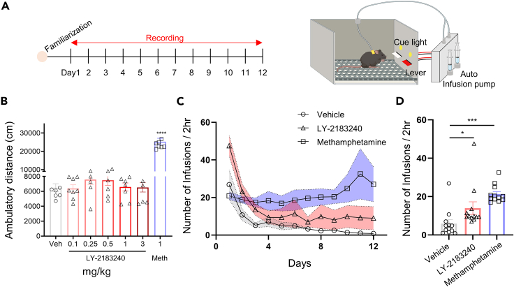 Intravenous (i.v.) injection of 0.05 mg/kg LY-2183240 for 12 days increases pushing frequency of active lever and infusion volume for self-administration (SA)(A) Timeline for drug SA (left) and schematic diagram(right).(B) Mice were injected with vehicle, LY-2183240 (0.1, 0.25, 0.5, 1, and 3 mg/kg) and Meth (1 mg/kg). The effects of LY-2183240 on the total ambulatory distances traveled was measure over 60 min ∗∗∗∗p < 0.0001 compared to the vehicle group (one-way ANOVA: F(6,49) = 1.111, p = 0.001, Dunnett’s multiple comparison test, ∗∗∗∗p < 0.0001 n = 5–8).(C) 1 lever pressing infuses 10 μL saline, 0.05 mg/kg LY2183240 and 0.01 mg/kg methamphetamine for 2 h.(D) Summary bar graph for averaged number of lever pressing values in 12 days (one-way ANOVA: F(2,33) = 0.2656, p = 0.01, Dunnett’s multiple comparisons test. ∗p = 0.041 saline versus LY2183240 and ∗∗∗p = 0.0001 saline versus methamphetamine, n = 12). Data are represented as mean ± SEM.