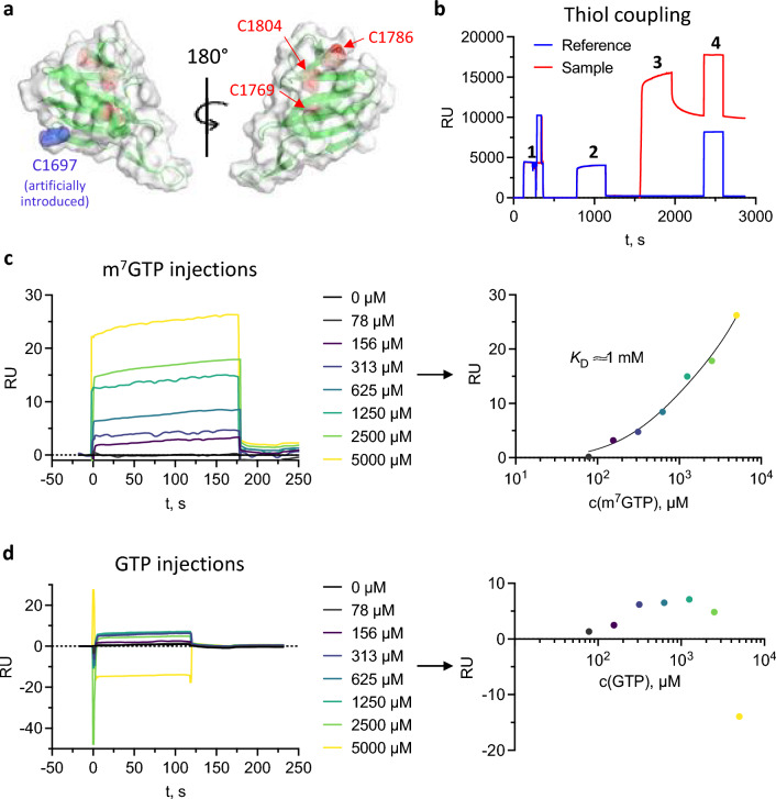 Surface plasmon resonance experiments. (a) Crystal structures of SFTSV CBD presented as ribbon diagram with the proteins surface in light grey, the intrinsic cysteines in red and the introduced N-terminal cysteine in blue. The figure was created with PyMOL 2.5. (b) Immobilization of SFTSV CBD Cys via ligand thiol coupling on an amine sensorchip: 1. activation with NHS/EDC, 2. introduction of reactive disulfide groups, 3. injection of SFTSV CBD Cys, 4. deactivation of unreacted disulfide groups. (c) Injection of increasing m7GTP concentrations and (d) of increasing GTP concentrations on the immobilized SFTSV CBD Cys (left side). The right side shows the equilibrium analysis of the data (Analyzer 3 Software, Bruker Daltonics GmbH). Plots were created in GraphPad Prism 9.5.