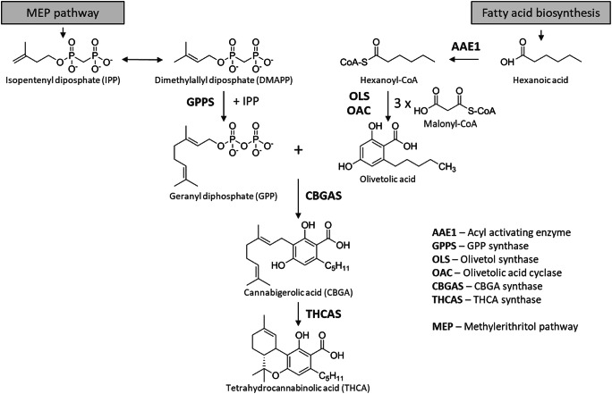 Tetrahydrocannabinolic acid (THCA) biosynthesic pathway in C. sativa L.. A total of six enzymes (AAE1, GPPS, OLS, OAC, CBGAS, THCAS) form THCA from isopentenyl diphosphate (IPP) and dimethylallylphosphate (DMAPP) synthesized in the MEP pathway, as well as hexanoic acid provided by the fatty acid biosynthesis