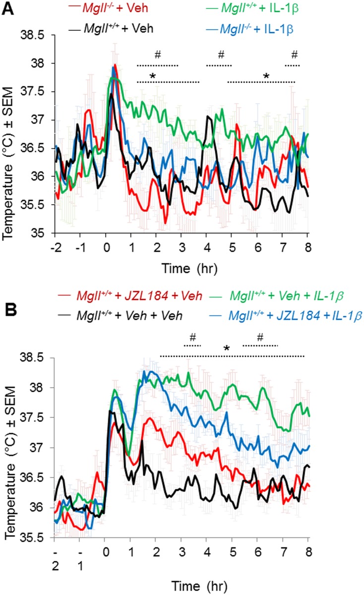 Genetic or pharmacological ablation of MAGL reduces fever response in central IL-1β-induced fever model. (A) CBT profile following icv injection into POA of IL-1β (500 pg/0.5 μl) or aCSF of Mgll +/+ mice treated i.p. with JZL184 (40 mg/kg). *p<0.05, Mgll +/+ + Veh vs. Mgll +/+ + IL-1β; #p<0.05 Mgll +/ + IL-1β vs. Mgll -/-+ IL-1β. (B) CBT profile of Mgll -/- and Mgll +/+ mice following icv injection into POA of IL-1β (500 pg/0.5 μl) or aCSF as indicated. Injection was performed at time 0. Data are shown as mean ± sem, n = 6 mice per group. *p<0.05, Mgll +/++ Veh + Veh vs. Mgll +/++ Veh + IL-1β; #p<0.05 Mgll +/++ Veh+ IL-1β vs. Mgll +/++ JZL184 + IL-1β.