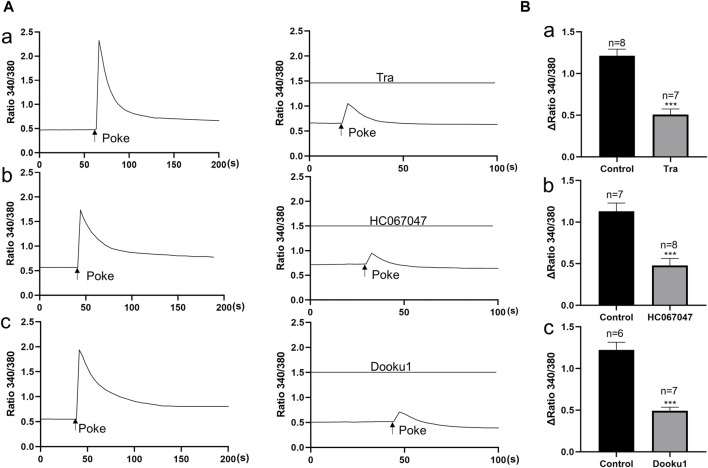 Antagonists of TRP V2, TRPV4 and Piezo1 channels inhibit mechanical stimulation induced increase in [Ca2+]i in cultured urothelial cells. (A), Typical traces demonstrating that pretreatment with the antagonist of TRPV2 (a, TRA, 10 μM), TRPV4 (b, HC067047, 1 μM) and Piezo1 (c, Dooku1, 10 μM) blocked poke induced increase in [Ca2+]i. To note, each typical trace in a–c is from one single cell recording. (B) Summary data for the blocking effects of the antagonists. n above each bar indicates the cell number examined. ***p < 0.001.