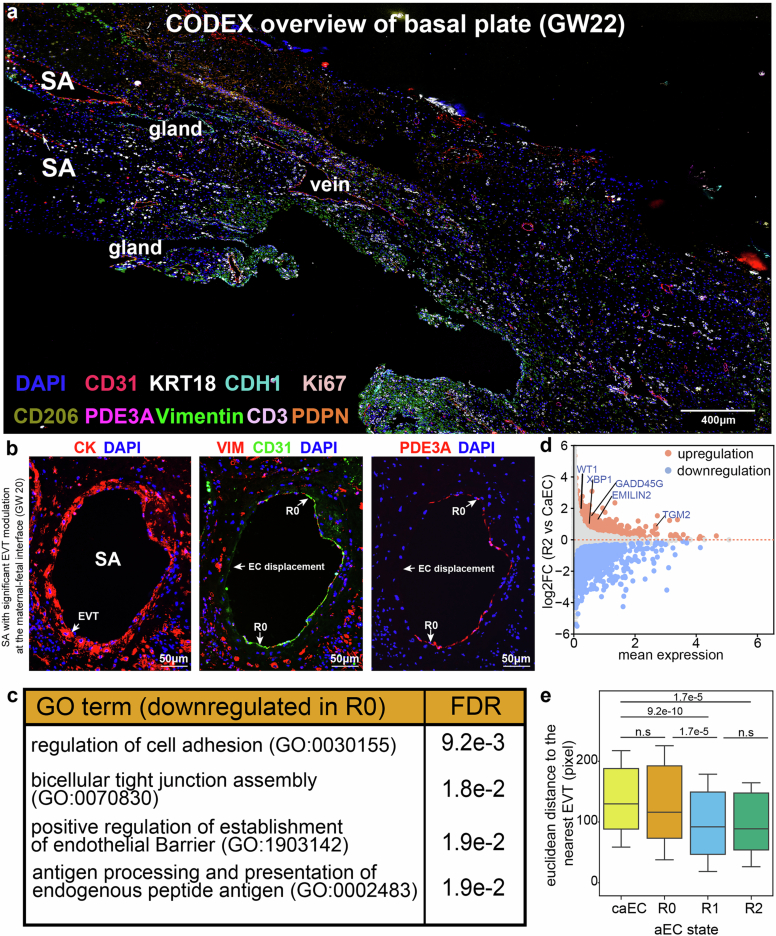 Spatial and functional characterization of the arterial endothelial state transitions.(a) Validation of cell type localization at the maternal-fetal interface by CODEX on an independent sample (GW22 basal plate), integrating 9 antibody channels. (b) Independent validations using immunolocalization identified one spiral artery (GW 20) undergoing remodeling with discontinuous endothelial lining. Invading EVTs (pan-CK+) displace aECs along one side of the vessel (left), while the remaining segment is lined by aECs with distinct molecular states, including R0 (arrows), characterized by VIM− (middle) and PDE3A+ (right). (c) GO analysis for genes downregulated in R0 aECs vs. canonical aECs. (d) Differentially expressed gene analysis in R2 vs. canonical aECs (caECs), showing upregulation of apoptosis-related genes. (e) Comparison of spatial proximity to EVTs across aEC states from 17 SAs (010-GW20), quantified as Euclidean distance to the nearest EVT. Box plots, center line=median, box=IQR (25th-75th percentile), minima/maxima=lower/upper whisker (0.5×IQR) endpoints, and outliers are not displayed; P values, two-tailed Wilcoxon rank-sum test with Benjamini-Hochberg correction; n.s., not significant. Source data