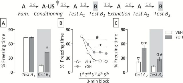 Evidence of a relative resistance to extinction of a contextual fear memory consolidated under the yohimbine (YOH) influence. (A) YOH (1.0mg/kg i.p.) induces generalized fear expression when given immediately after the conditioning session, as demonstrated in Experiment 1. (B) In YOH-treated animals, fear memory extinction was acquired more slowly than in controls (VEH). (C) YOH-treated animals did not retain extinction learning as well as controls. They also displayed higher levels of generalized fear two days following a 15min fear extinction session. Animals were subjected to Tests A1, A2, B1, B2, and the extinction session undrugged. The scheme above the graph represents the experimental design adopted. The arrowhead indicates the moment of drug administration. Bars represent the percentage of total time spent freezing. Values are expressed as mean ± SEM (n = 11/group). *p < 0.05 from the respective control group; #significant difference from the first 3min extinction session block in the same group; +significant difference from controls in the same session block; σsignificant difference from respective Test A1 or Test B1.