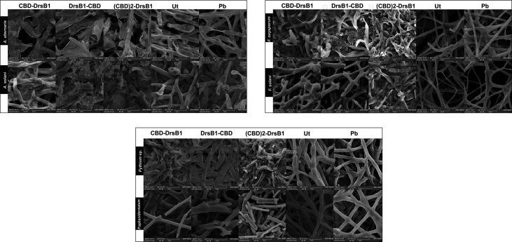Scanning electron microscopy images of fungal hyphae treated with the total protein (50 μg/ml). Scale bars are indicated in micrometer for each image. Ut, non-transgenic control line; Pb, treated with phosphate buffer as control.