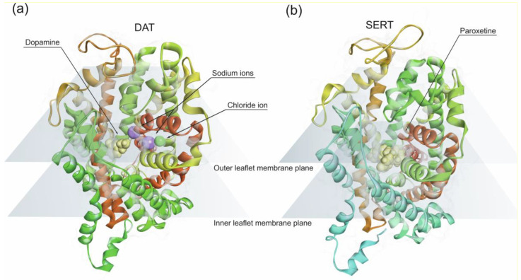 (a) Dopamine transporter (PDB: 4xp1) and (b) serotonin transporter (PDB: 6vrh). Both dopamine transporter (DAT) and 5-HT transporter (SERT) have twelve transmembrane (TM) helices arranged in a barrel-like bundle, connected by 5 intra- and 6 extracellular loops. The substrate binding site is located in the core of the protein structure. Dopamine receptor represented is bound to dopamine and the serotonin receptor to paroxetine.