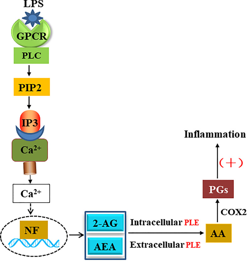 Function of PLEs in eCBs metabolism and inflammatory response.