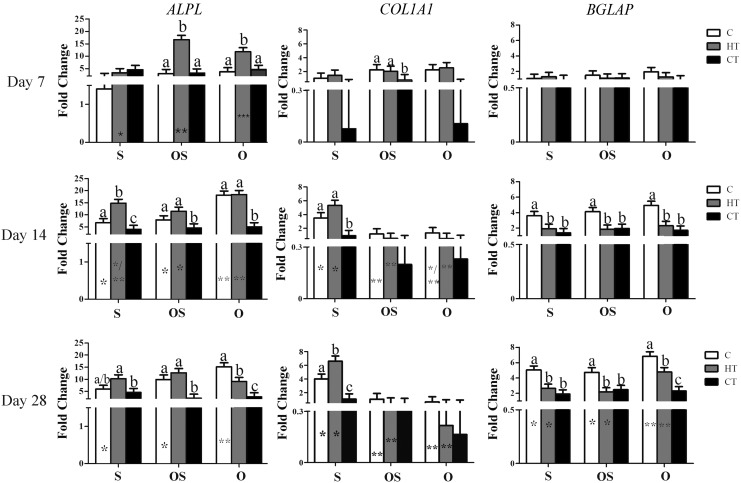 Alkaline phosphatase (ALPL), collagen 1α1 (COL1A1) and osteocalcin (BGLAP) (LS mean ± SEM) expression in type I bovine collagen (C), hydroxyapatite + β tricalcium phosphate + type I bovine collagen (HT), and β tricalcium phosphate + type I bovine (CT) scaffold-ASC constructs cultured in stromal (S), osteogenic for 48 h followed by stromal (OS) or osteogenic (O) medium for 7, 14, or 28 days. The 2−ΔΔCt values are reported relative to the reference gene glyceraldehyde 3-phosphate dehydrogenase (GAPDH) and target gene expression in constructs immediately after cell loading. Columns with distinct superscripts are significantly different among constructs within culture medium, and those with different numbers of asterisks (*) are significantly different among culture medium within constructs (p < 0.05).