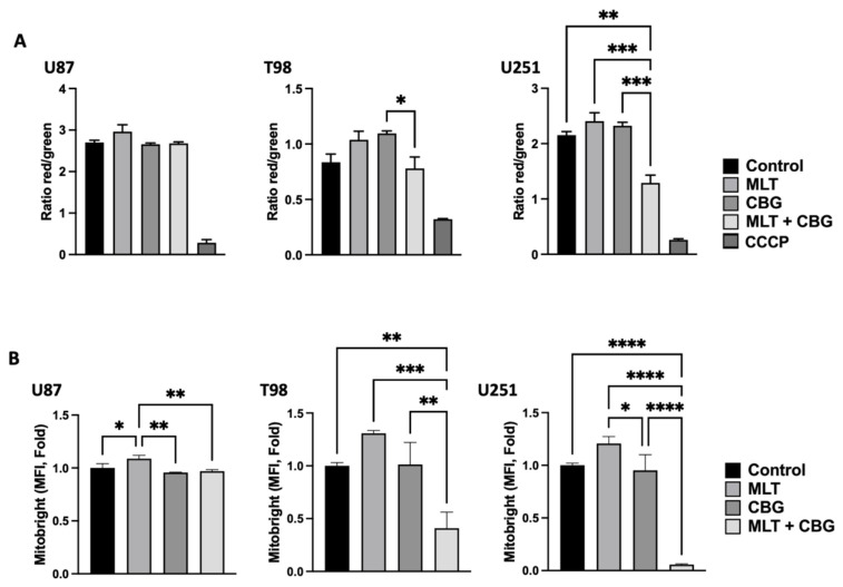 Effects of CBG and MLT treatments on mitochondrial status in GBM cells. (A) Flow cytometric analysis of mitochondrial membrane potential expressed as the red (FL2)/green (FL1) fluorescence intensity ratio of JC-1 staining in U87, T98, and U251 lines after 24 h treatment with single or combined agents (U87: MLT 0.3 mg/mL and CBG 15 µM. T98: MLT 0.6 mg/mL and CBG 30 µM. U251: MLT 0.5 mg/mL and CBG 35 µM). CCCP was used as a positive control for mitochondrial depolarization. (B) Flow cytometric quantification of mitochondrial mass assessed via MitoBright staining (MFI, fold change) in U87, T98 and U251 lines following single or combined MLT and CBG treatments. In all bar graphs, data are presented as the mean ± SD of at least three independent biological replicates. Statistical significance was determined using a one-way ANOVA followed by Tukey’s post hoc test for multiple comparisons (* p < 0.05, ** p < 0.01, *** p < 0.001, **** p < 0.0001).