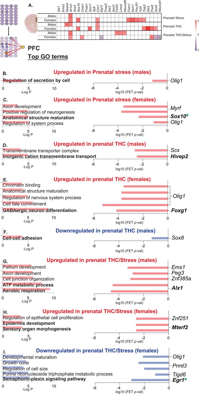 Transcription factor profiling in the PFC across exposed groups.(A) Table shows differentially expressed transcriptional regulators in the PFC by sex across exposed groups in our dataset. (B-I) shows top gene ontology enrichments of DETs on the left and predicted transcription factors in enriched terms on the right across groups. DETs, differentially expressed transcripts. FET, Fisher’s Exact Test.