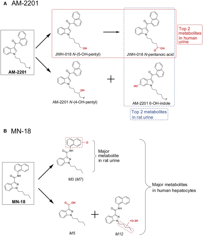 Major AM-2201 metabolites (A) in rat urine vs. human urine and (B) MN-18 metabolites in rat urine vs. those after human hepatocytes incubation.