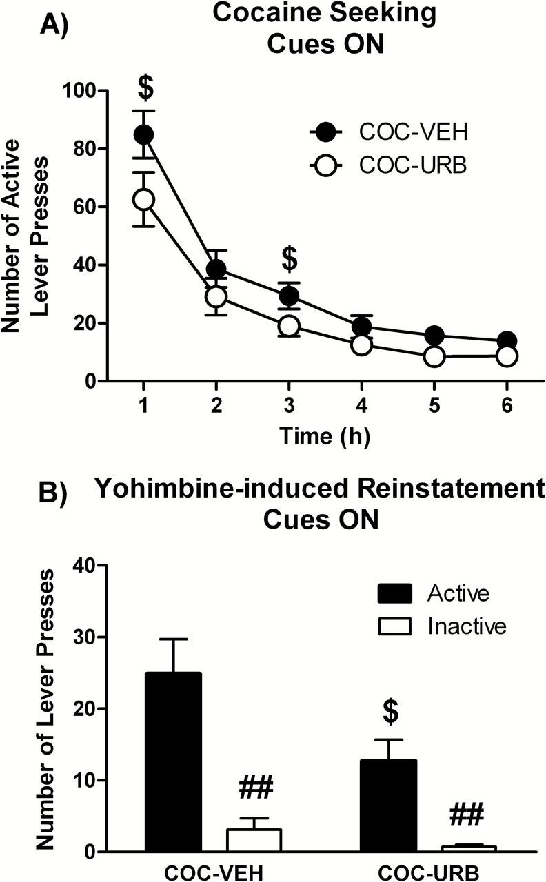 Experiment 2: effects of chronic URB597 treatment on stress-induced reinstatement. (A) Cocaine seeking in a 6h extinction session in the presence of cues previously paired with cocaine and (B) stress-induced reinstatement triggered by the pharmacological stressor yohimbine (1.25mg/kg i.p.) in rats administered daily with URB597 (0.3mg/kg i.p.) or vehicle during a 28-day period of abstinence. Two-way ANOVA followed by Student-Neuman-Keuls post hoc test: $p < 0.05 URB-treated different from vehicle-treated control, ##p < 0.01 active different from inactive nose-pokes.